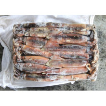 Frozen Illex Squid with Competitive Price